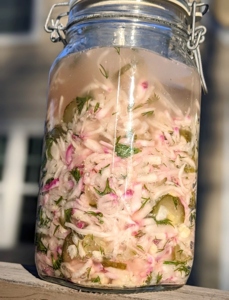 Recipe for fermented sour turnips (kisla repa or sauer ruben) – The Home  Preserving Bible